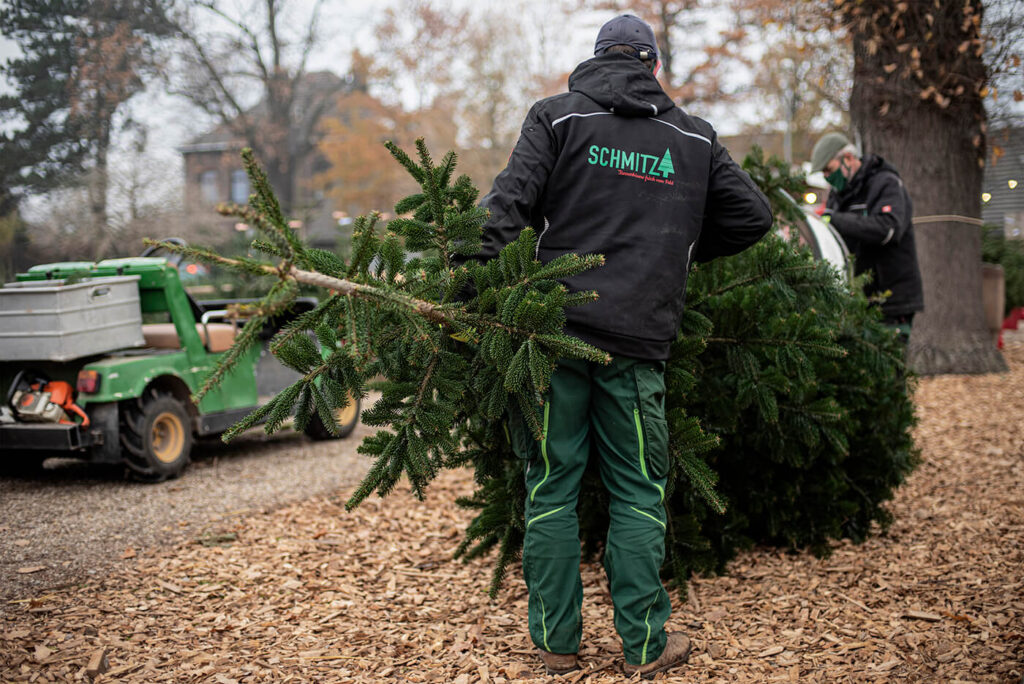 Tannenbaum